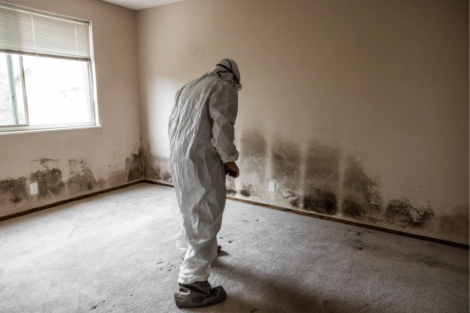 Mold remediation worker in protective suit inspecting a moldy wall.